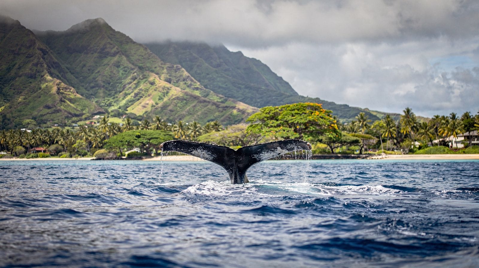Whale and dolphin watching