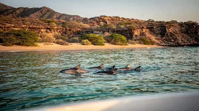 Dolphin tours on Oahu: the ethics you should know before booking
