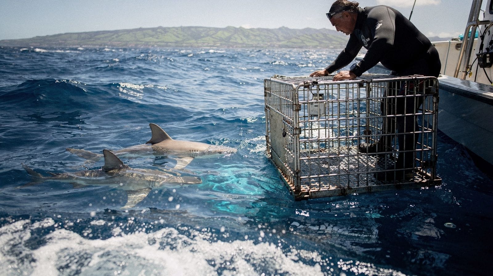 Mergulho com tubarões no North Shore: como é, na verdade, o passeio de barco a partir de Haleiwa