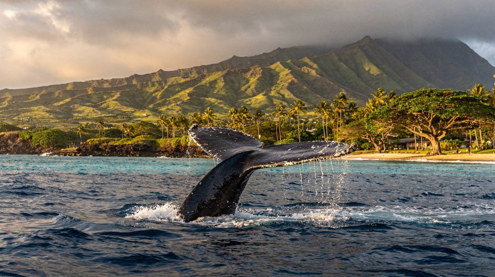 Avistamento de baleias em Oahu: épocas, barcos e pontos de partida